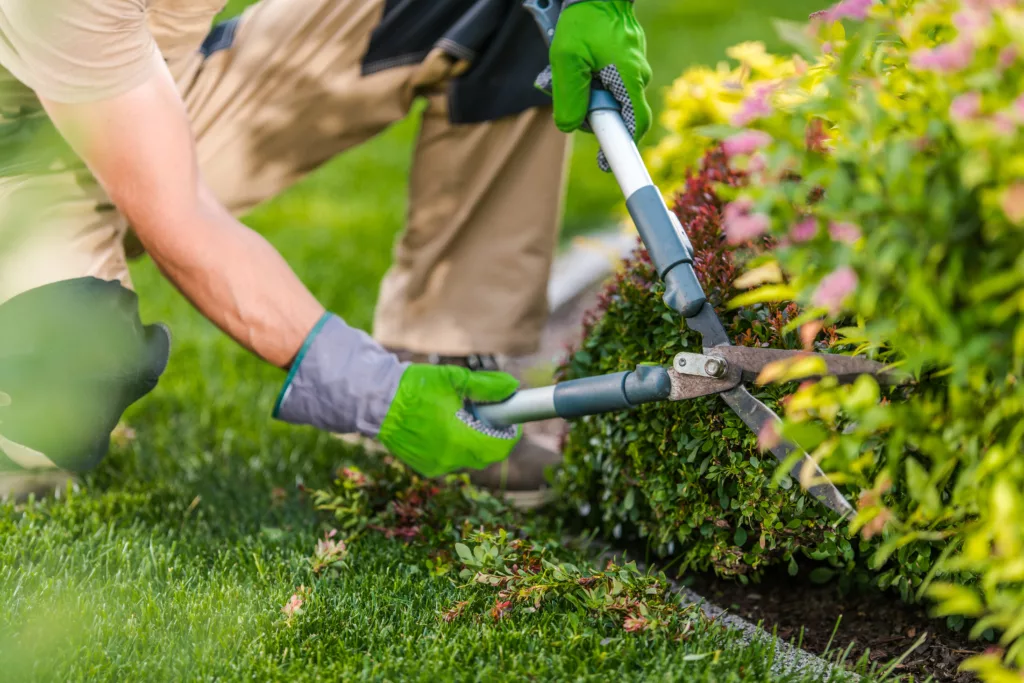 Garfield Tree Services LLC offers services of Tree trimming, Monthly yard cleaning, Tree removal, Palm tree pruning and removal , Residential and commercial services provided in Phoenix, AZ, Glendale, AZ, Mesa, AZ, Tempe, AZ, Scottsdale, AZ - Tree trimming"Spring Time Garden Plants Trimming Maintenance